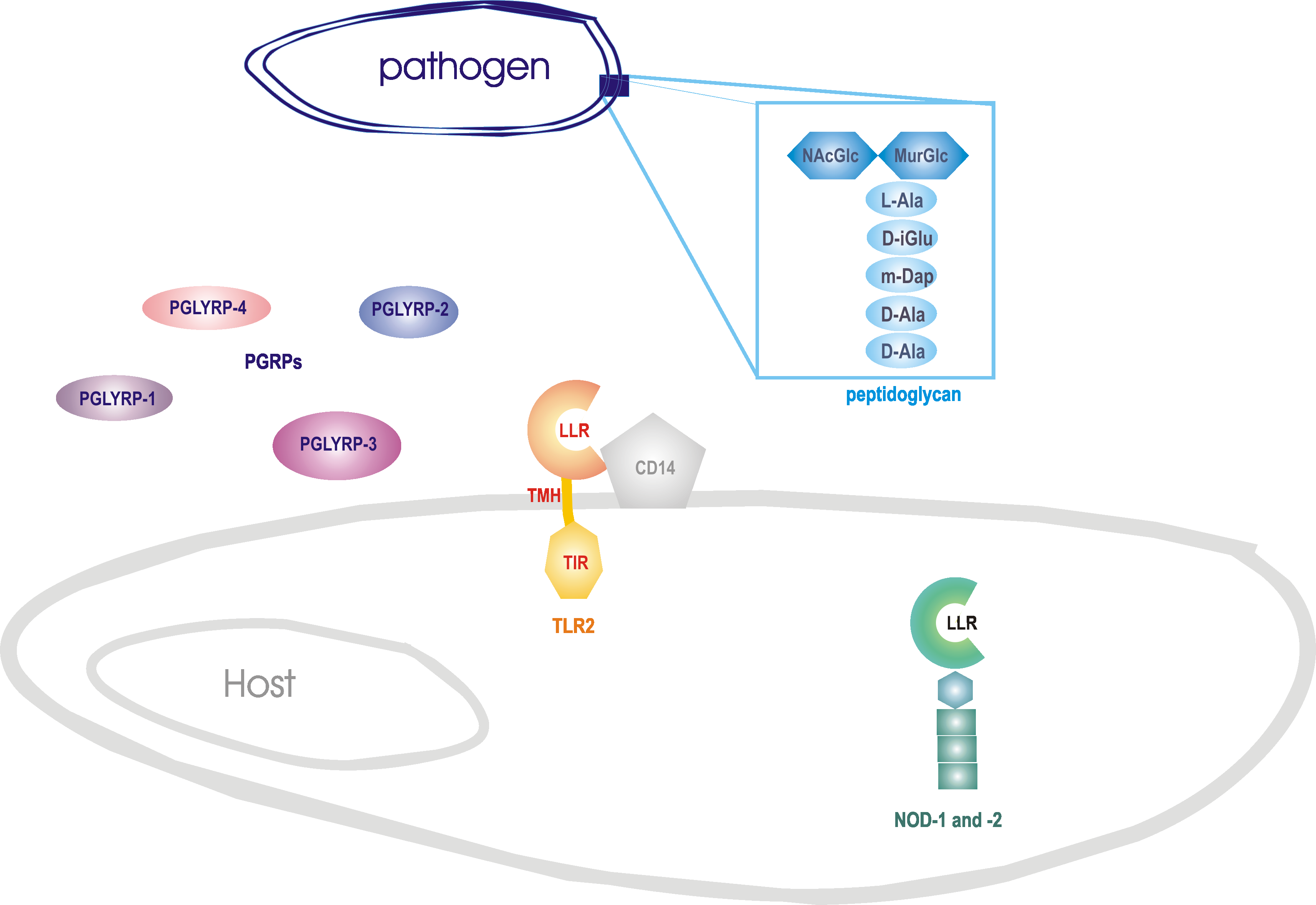 peptidoglycan recognition