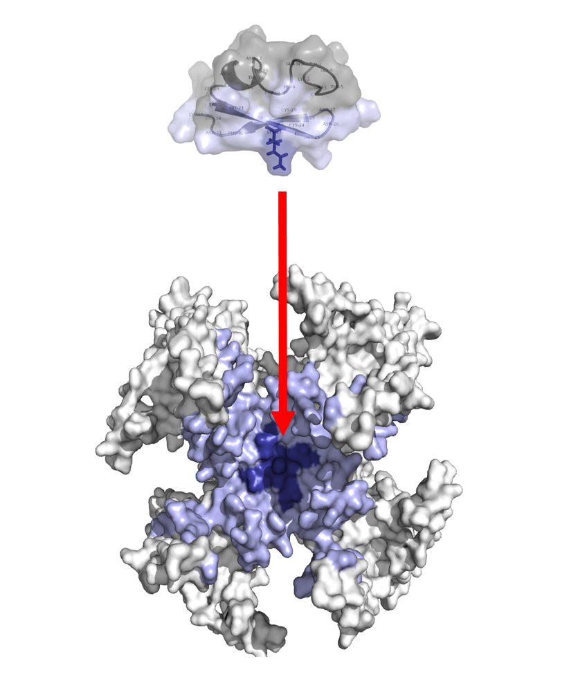 peptidetoxin-Kchannel